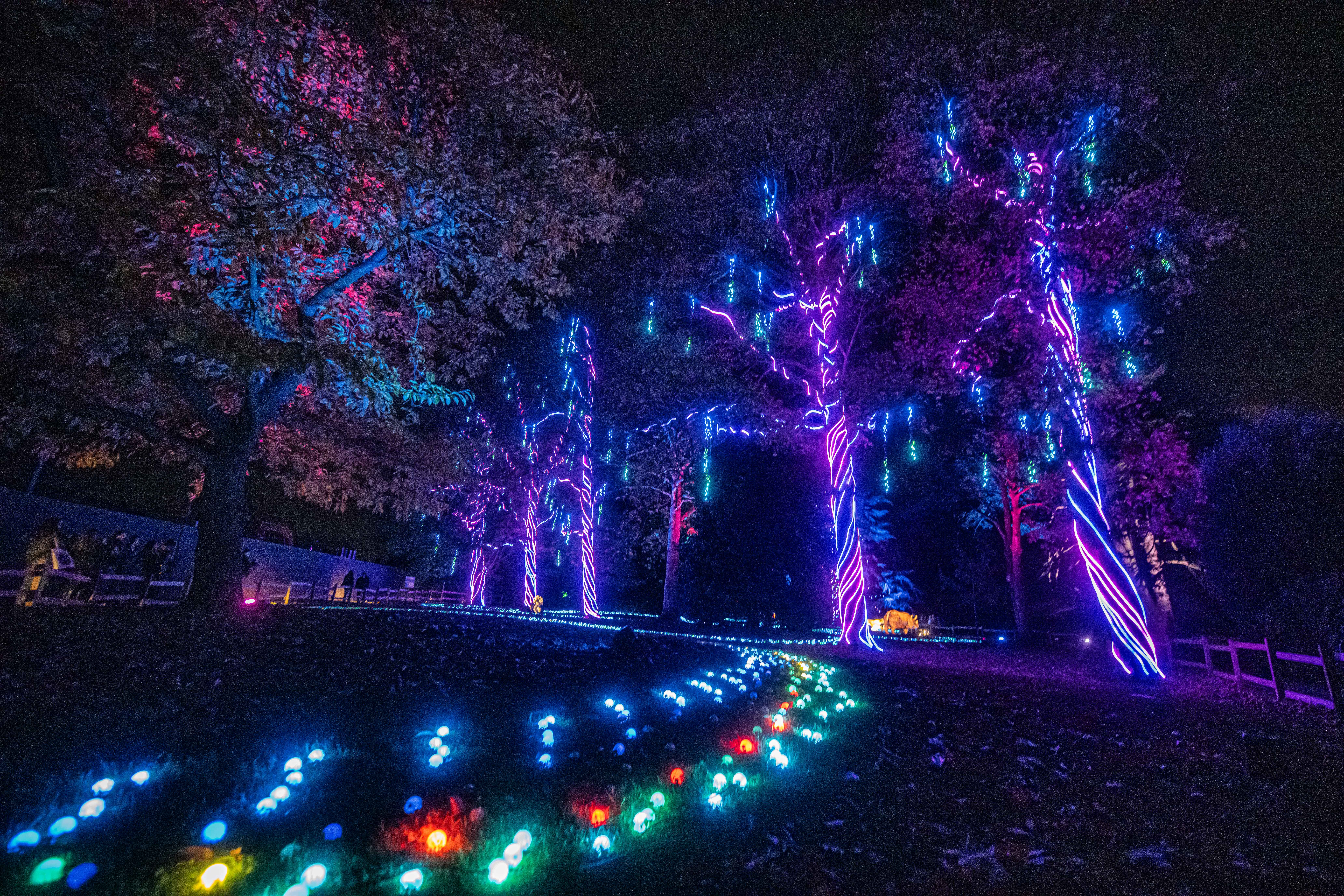 Light Field And Glowing Trees