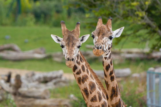 Meet Kris The Rare Giraffe On A Very Important Date14