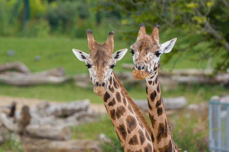 Meet Kris The Rare Giraffe On A Very Important Date14
