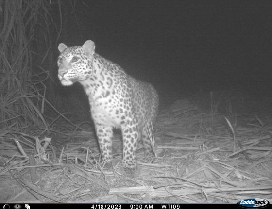 Leopard At 9Pm, 18 Apr.23