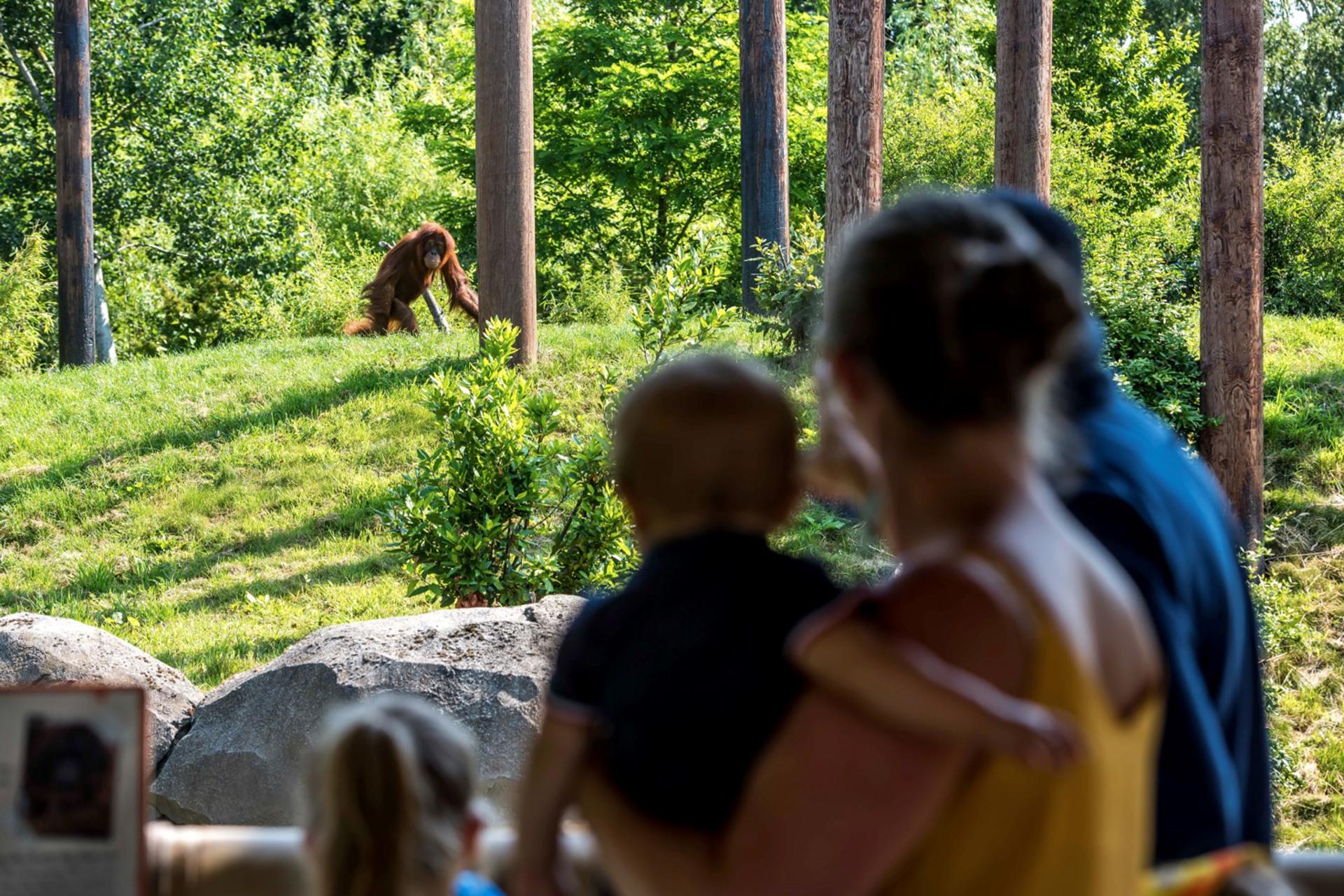 A Family Watching An Orangutan Walking By