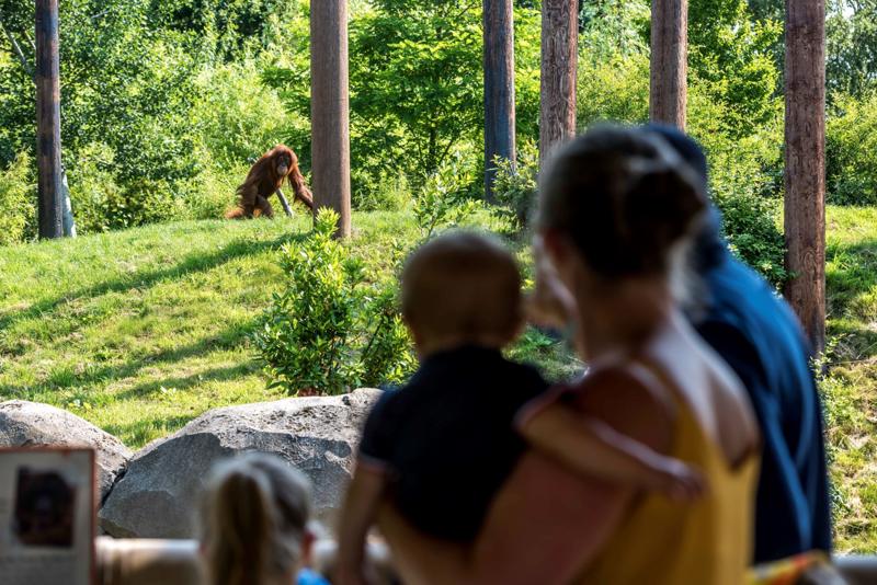 A Family Watching An Orangutan Walking By