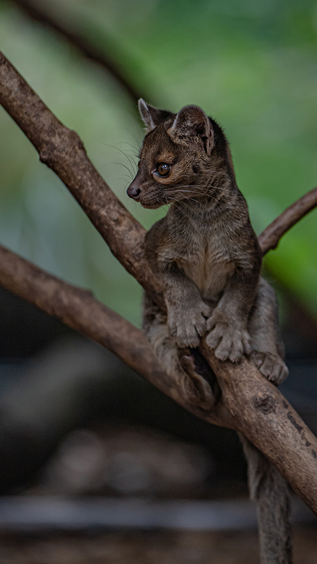 Fossa 6