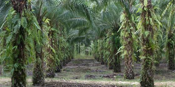 Copy Of Palm Oil Plantation In Borneo, Indonesia (2)