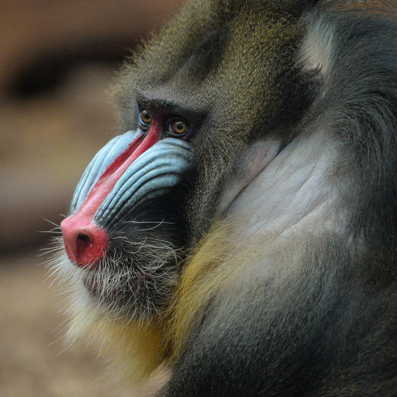 Mandrill 4