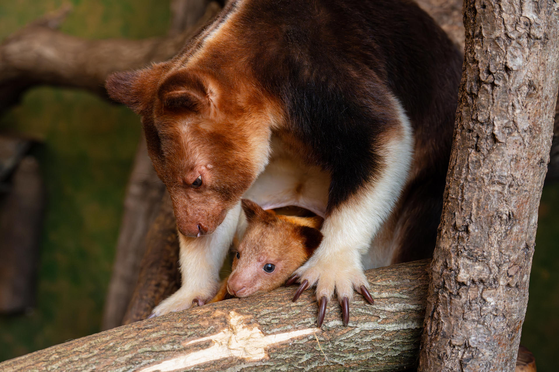 Tree Kangaroo Joey 1