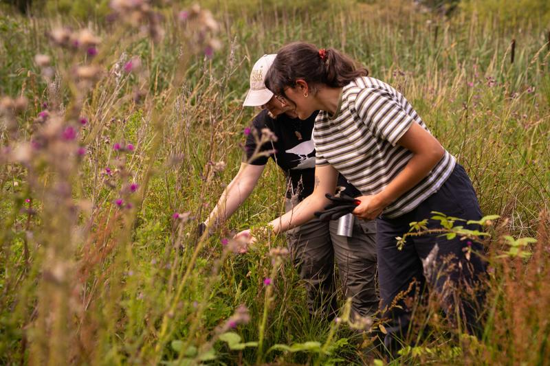 Image shows two members of the Field Programmes team working in a plant-rich meadow