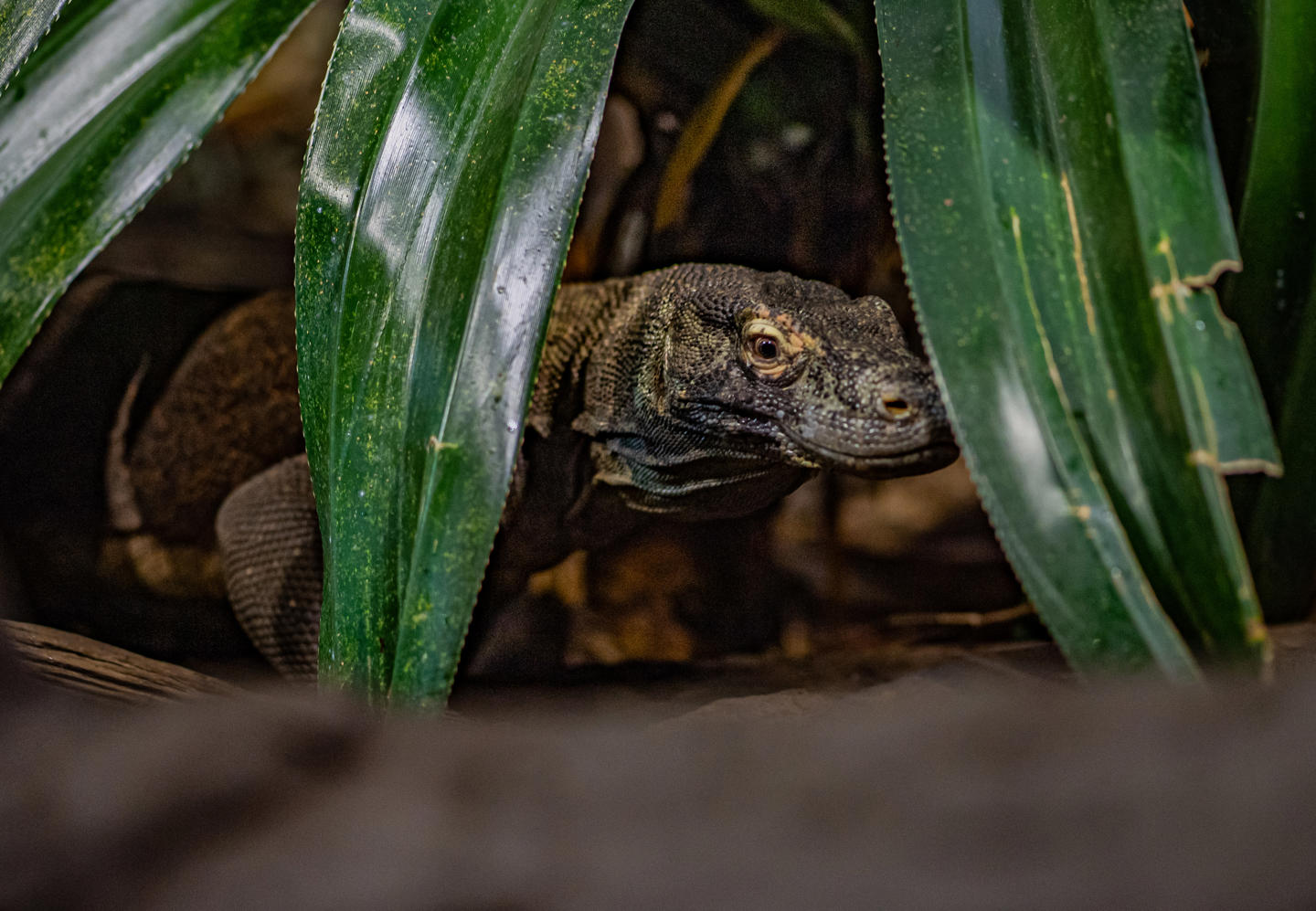 Komodo Dragon