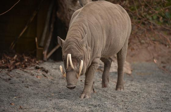 Babirusa