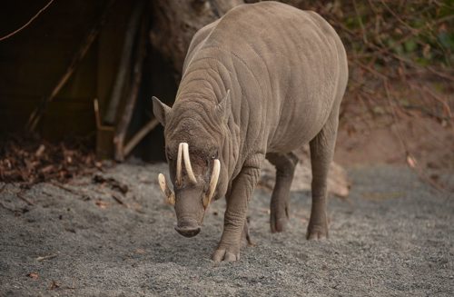 photo shows a babirusa pig, a boar with four tusks and mostly hairless skin