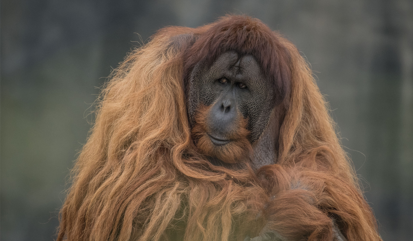 Sumatran Orangutan 1