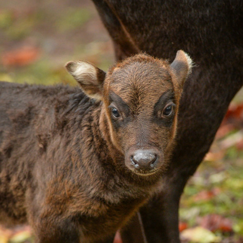 An anoa calf. It is a small brown cow standing next to its mother's haunches