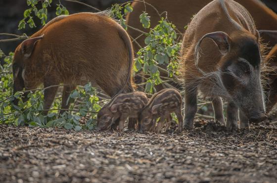 Red River Hog 4