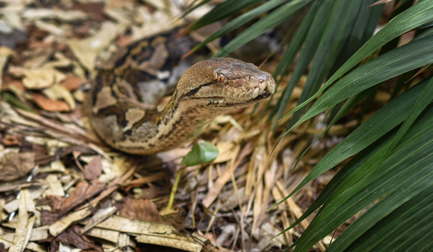 Reticulated python | Chester Zoo animals