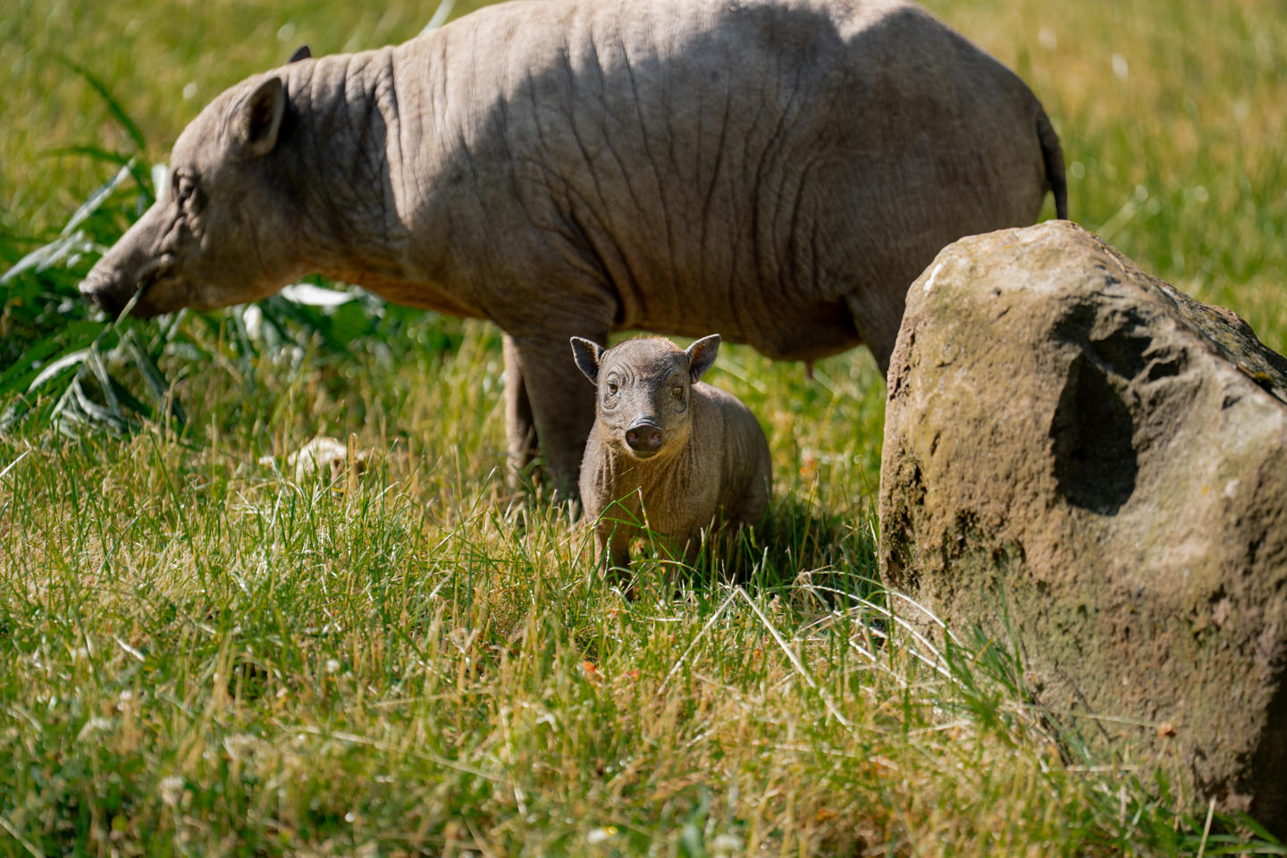 Babirusa Piglet 202615