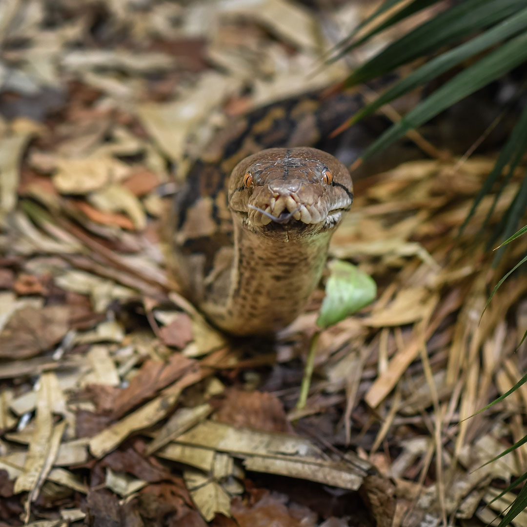 Reticulated python | Chester Zoo animals