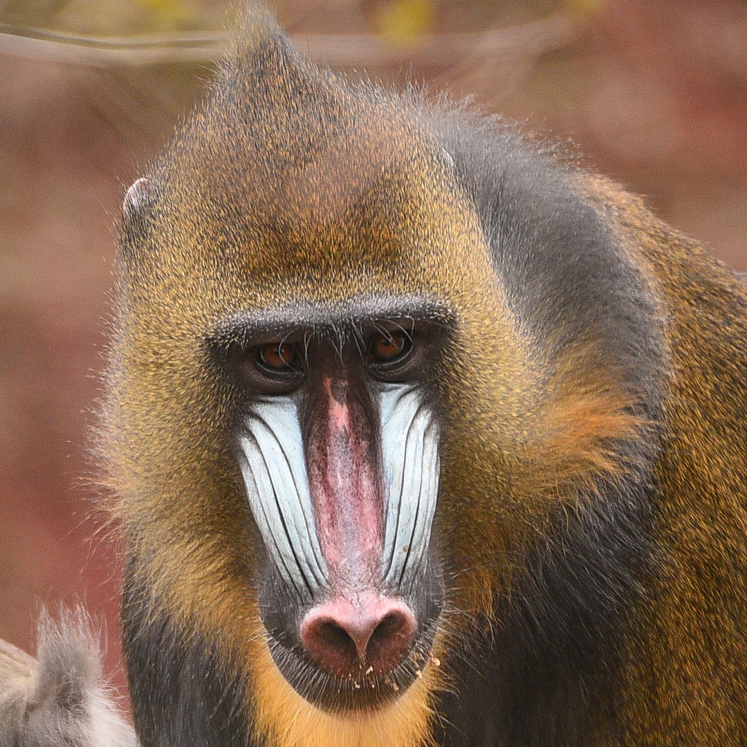 Mandrill 2