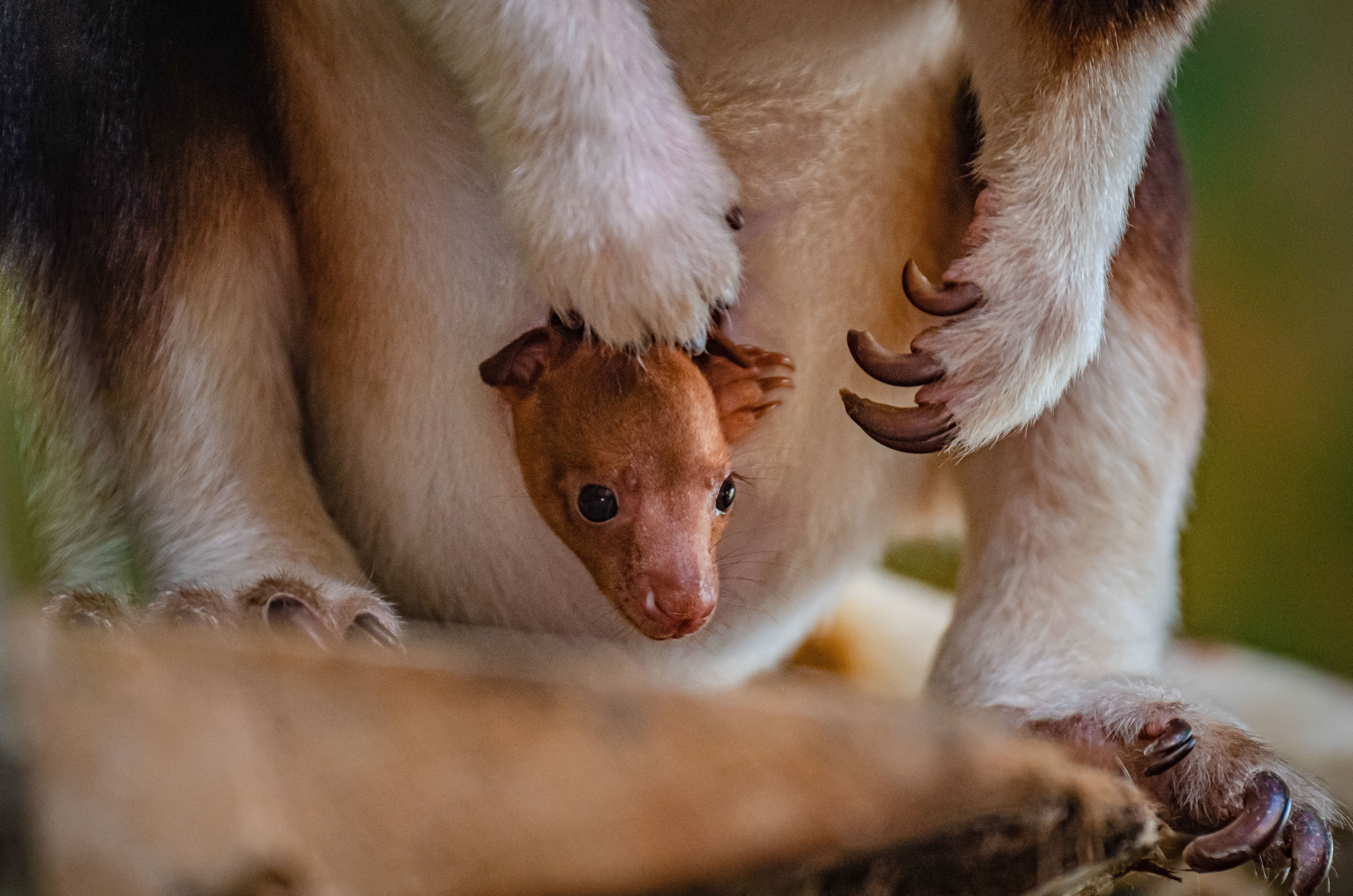 Tree Kangaroo 6