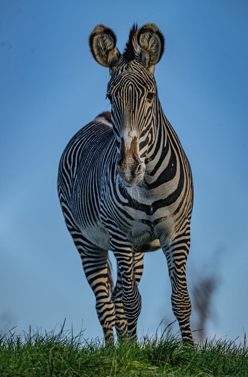 Grevy's Zebra 024