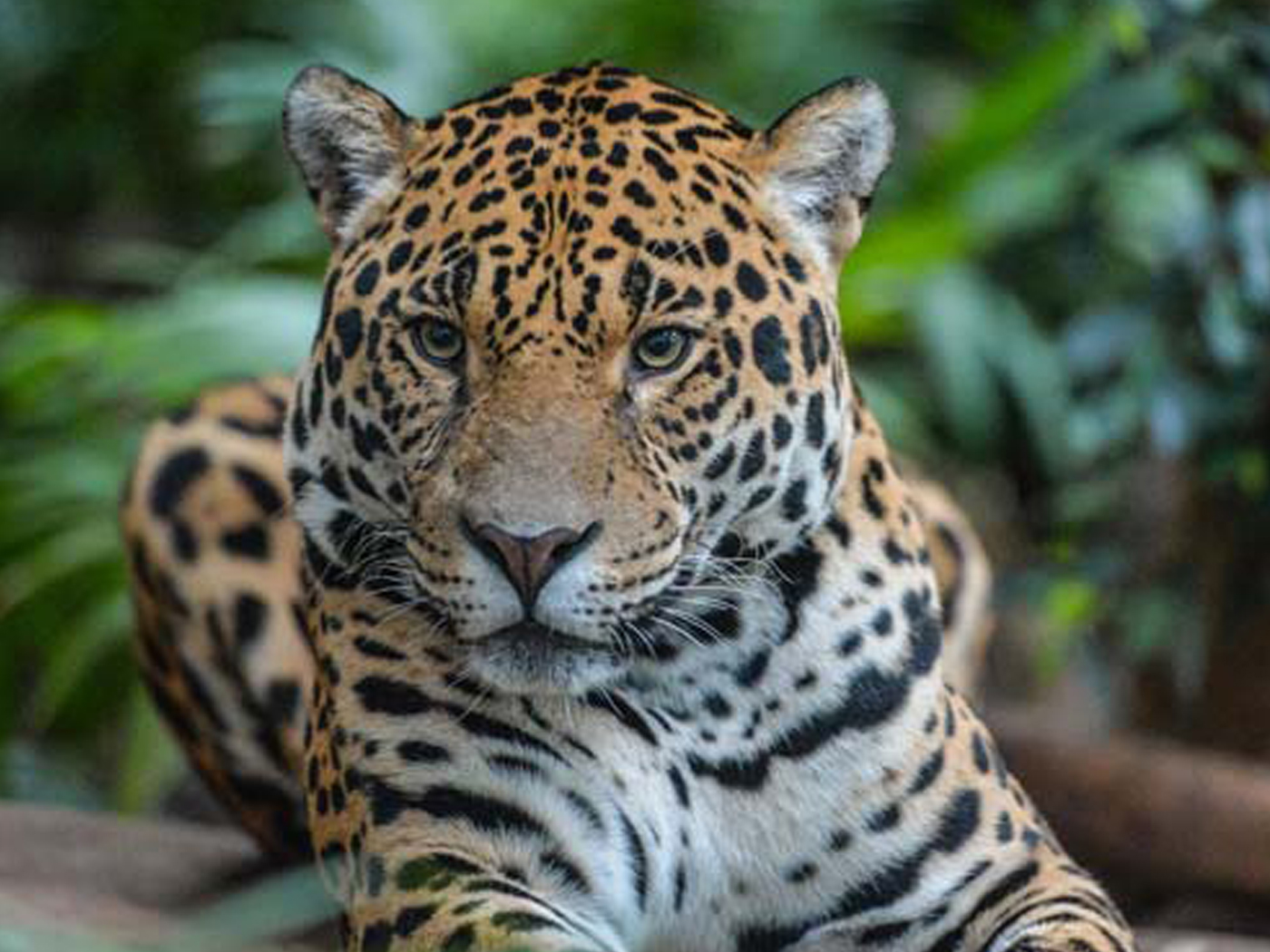 Jaguar At The Zoo 2