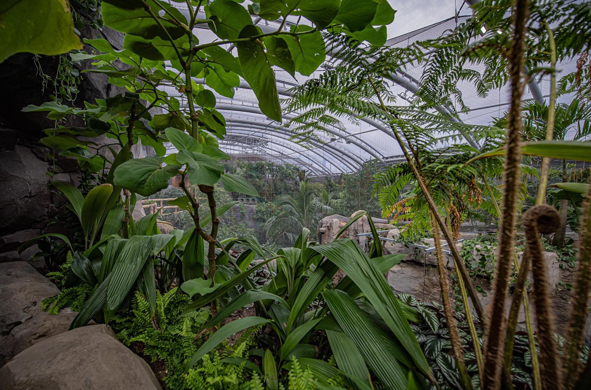 Inside Monsoon Forest (1)
