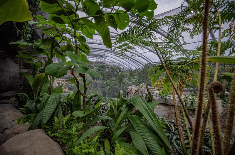 Inside Monsoon Forest (1)