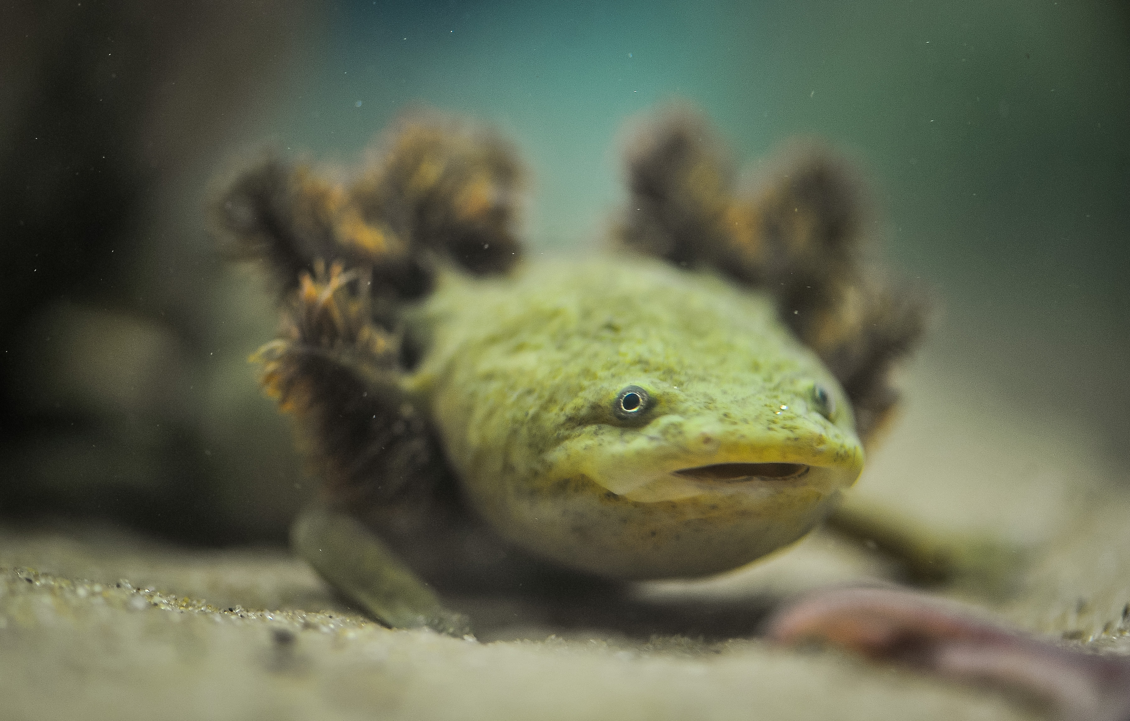 Lake Patzcuaro Salamanders At Chester Zoo (14)