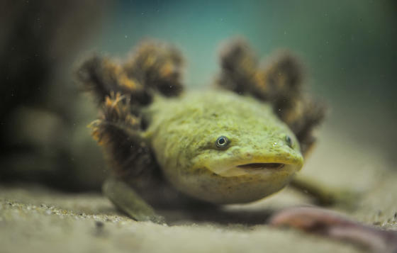 Lake Patzcuaro Salamanders At Chester Zoo (14)