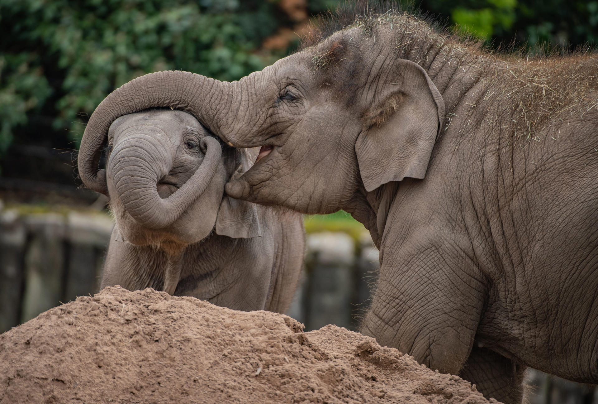 Female Calf, Indali, Was One Of The First Elephants To Recieve The Vaccine At Chester Zoo After Surviving The Disease In 2019