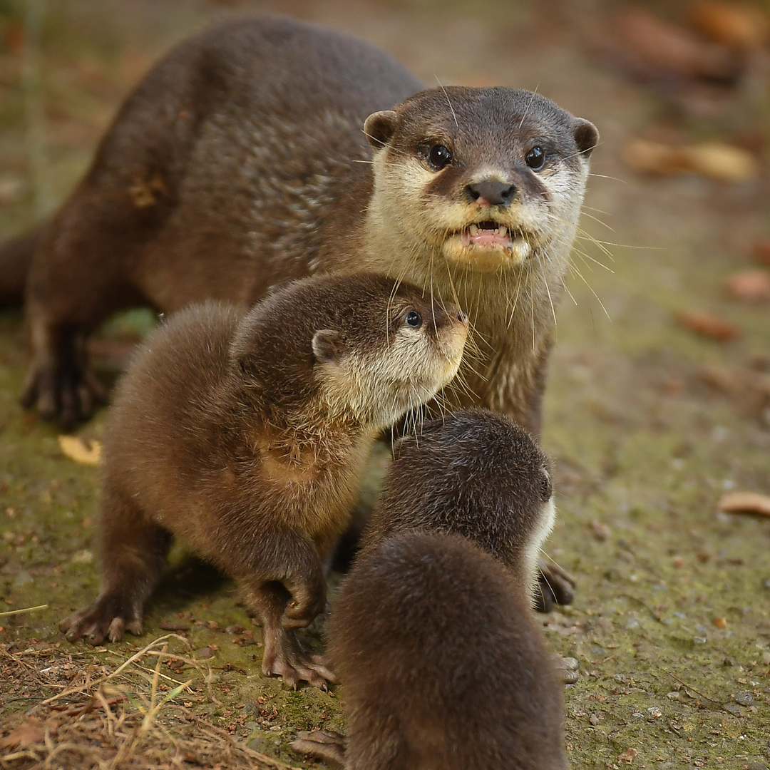 Asian Short Clawed Otter 7