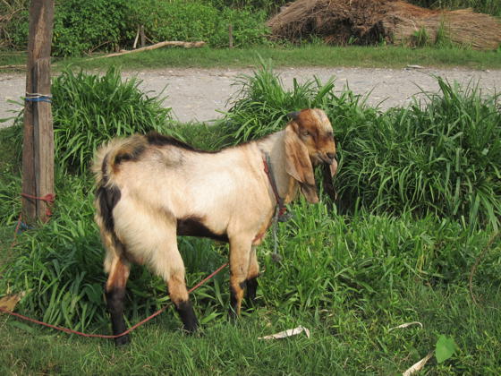 Bd. Nepal,May18,Funded Billy Goat