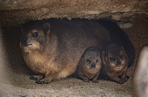 Rock hyrax adult with 2 pups