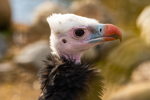 Side on image of a white headed vulture