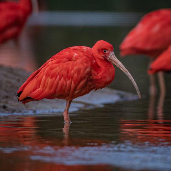 Scarlet Ibis 3