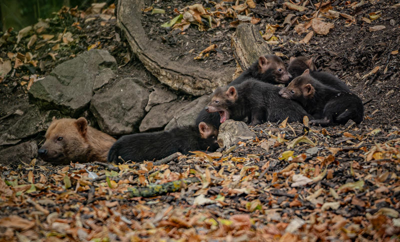 UK’S Only Bush Dog Pups Emerge From Den At Chester Zoo 4