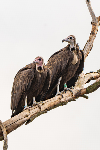 Hooded Vulture New Pair 2026 49