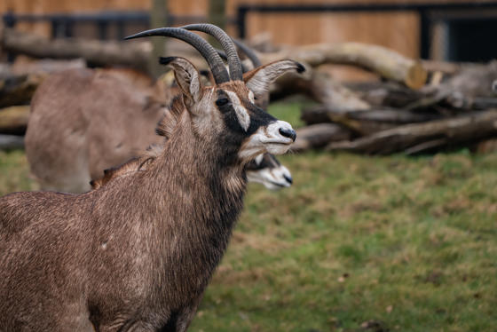 Roan Antelope 003