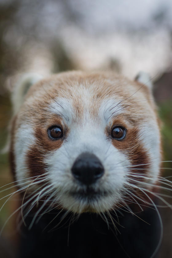 Red Panda
