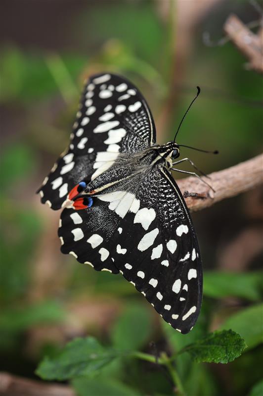Lime Swallowtail