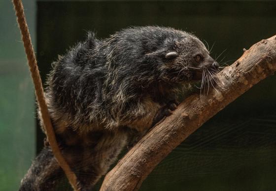 Palawan Binturong 5