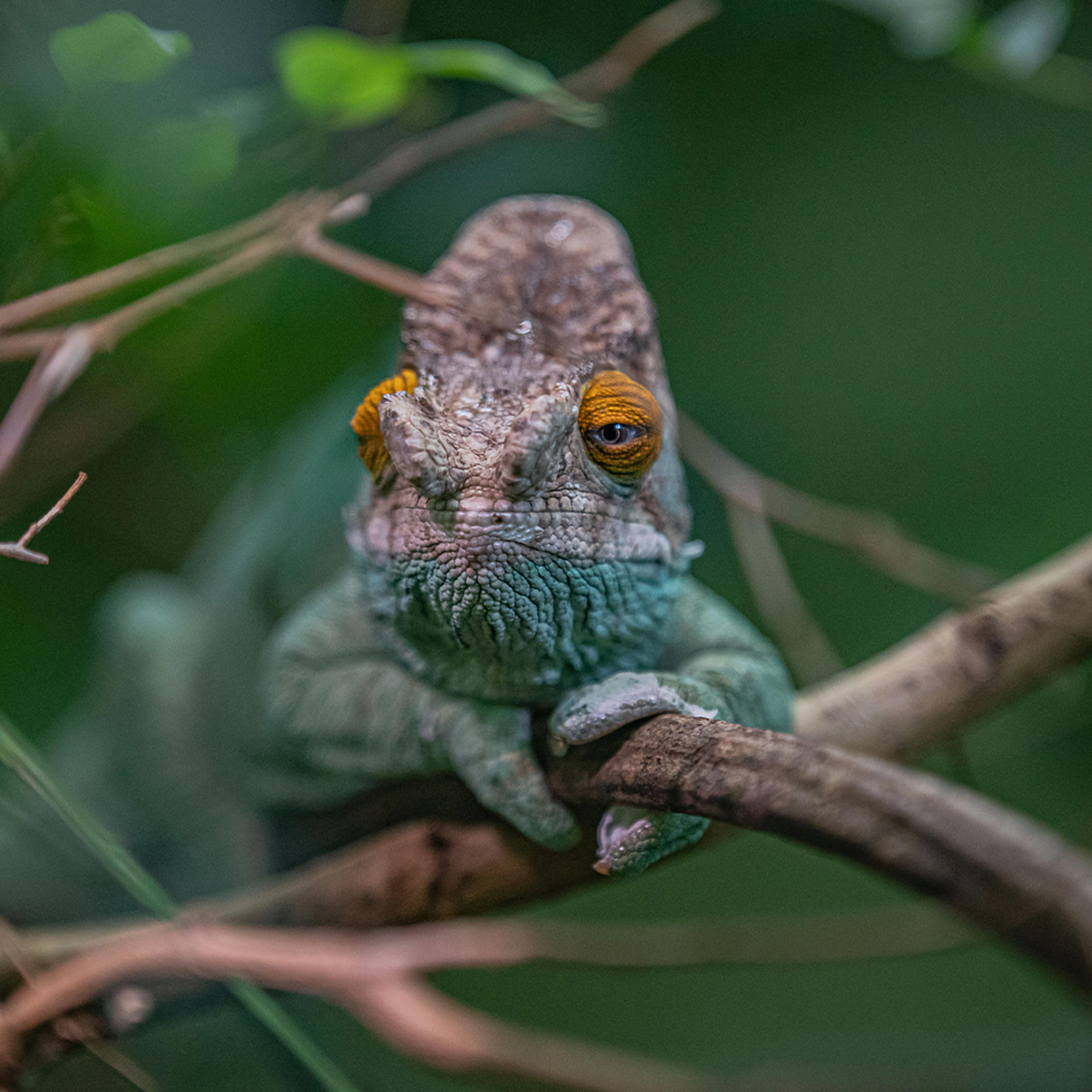 Close Up Chameleon