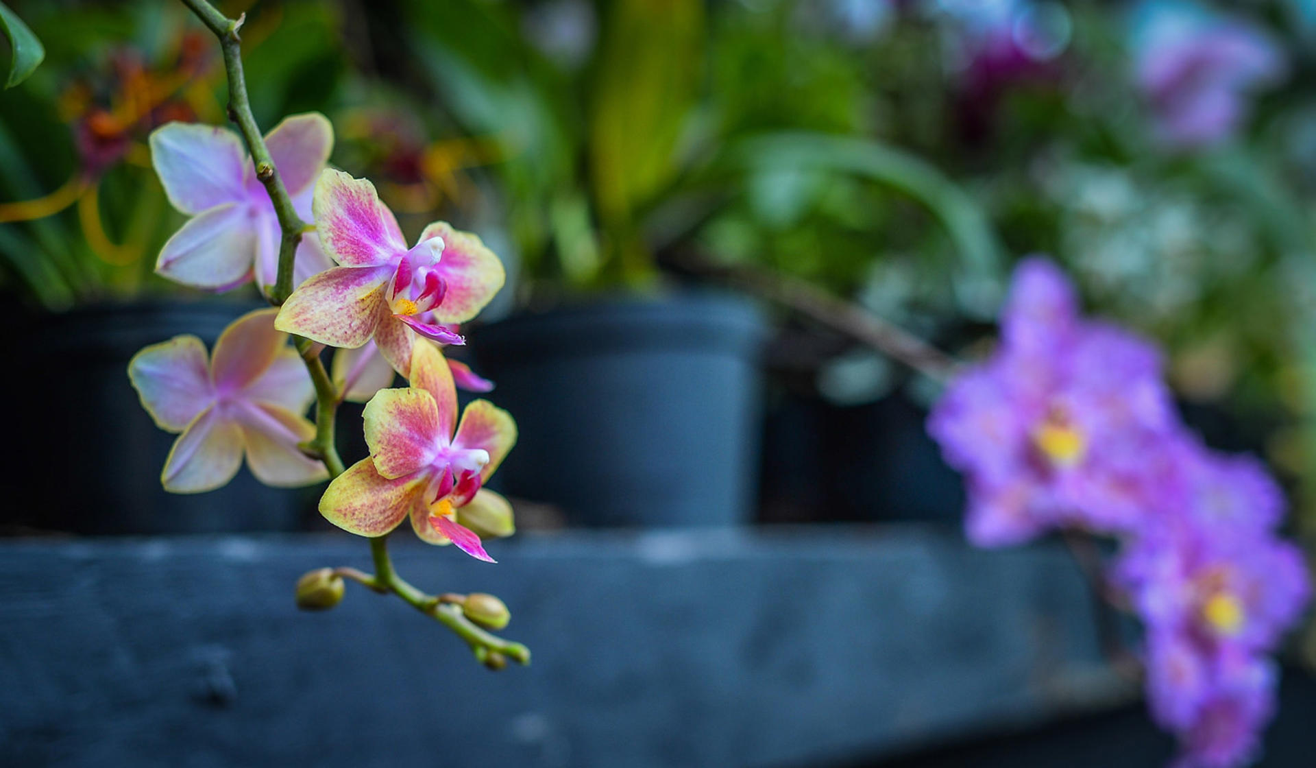 Orchids At The Zoo