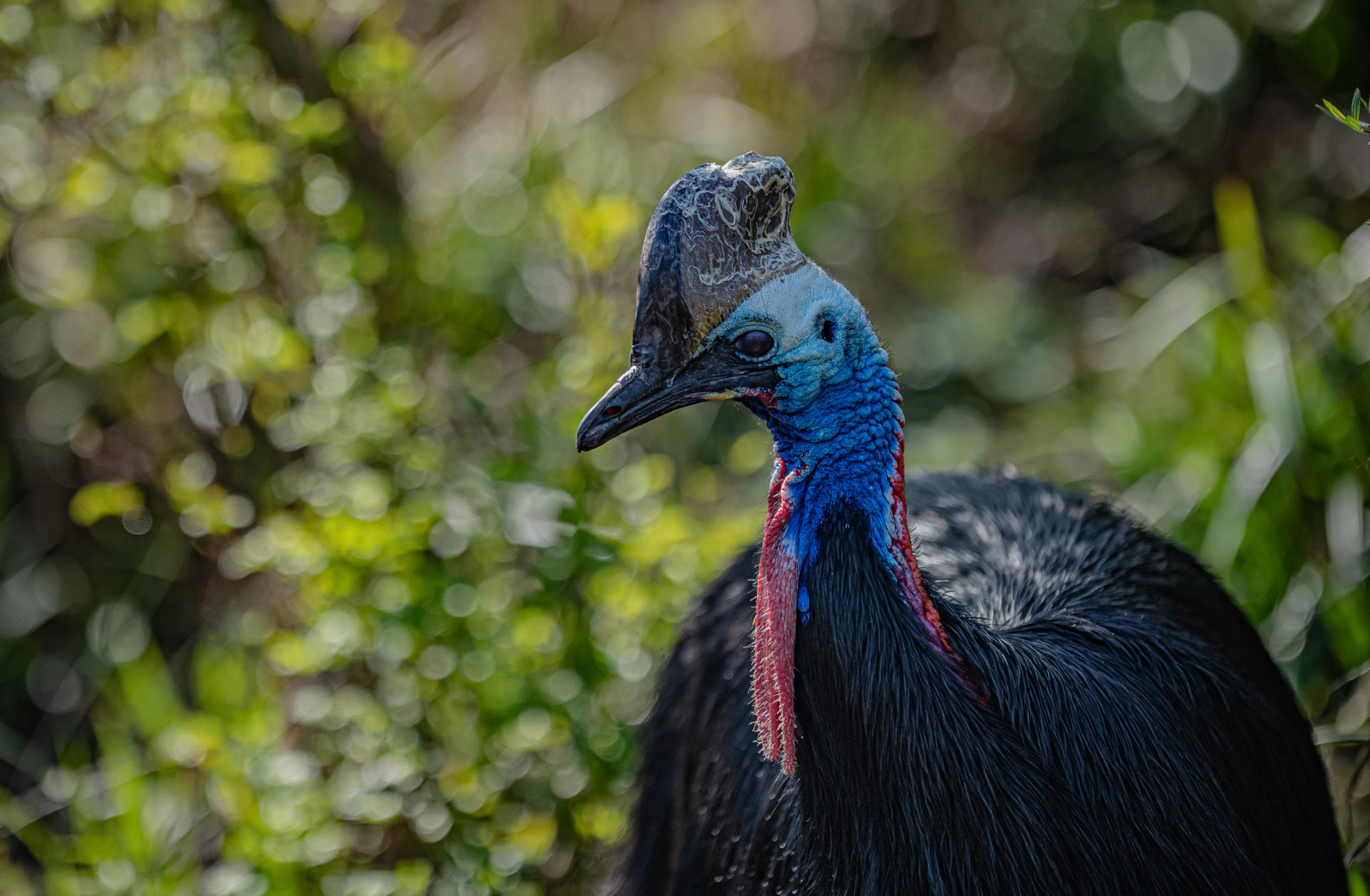 Cassowary 007