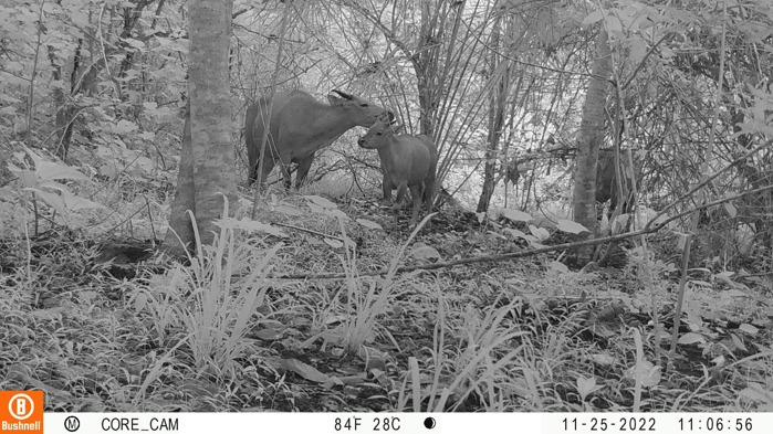 Black and white camera trap footage of banteng, a species of wild cattle