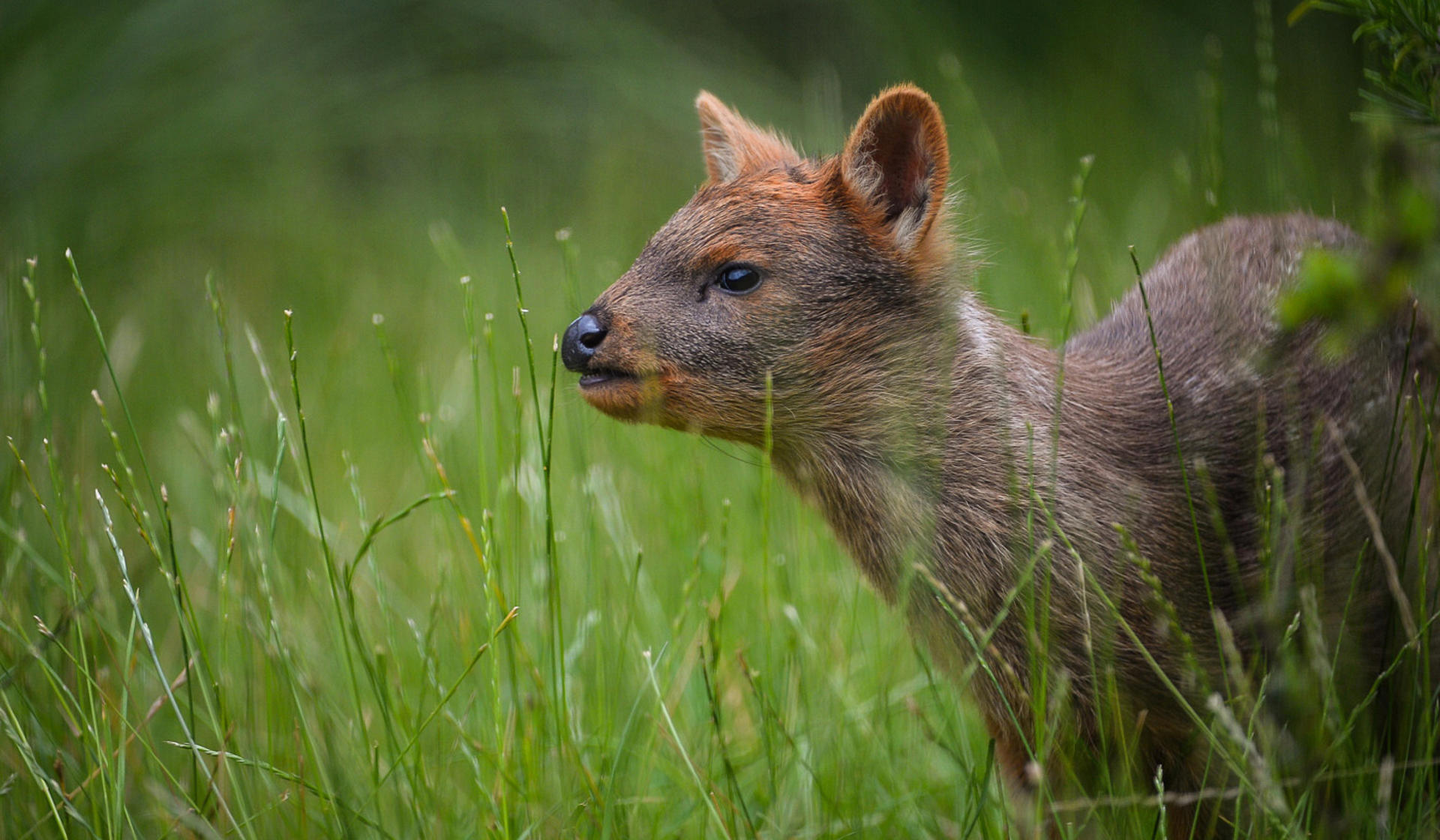 Pudu at Chester Zoo