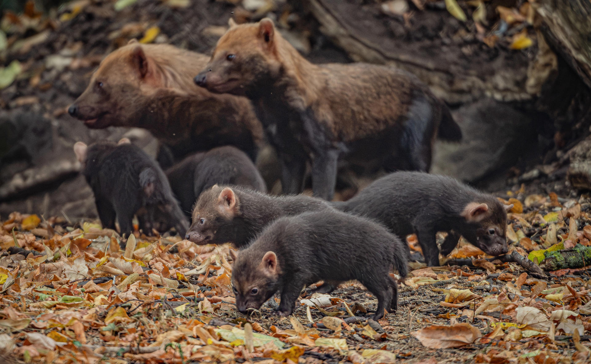 UK’S Only Bush Dog Pups Emerge From Den At Chester Zoo 13