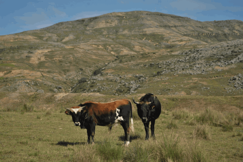 Cattle standing in the Tarija landscape. They are horned brown and black cattle with white streaks.