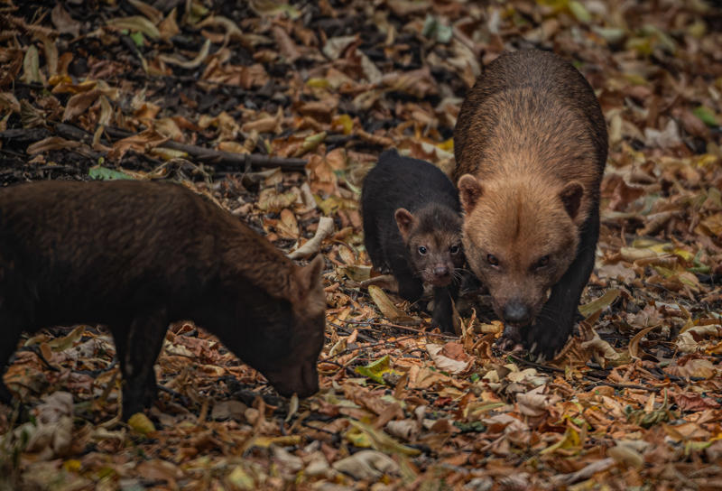 UK’S Only Bush Dog Pups Emerge From Den At Chester Zoo 3
