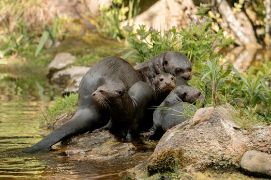 Rare Baby Otters Begin Swimming Lessons At Chester Zoo18