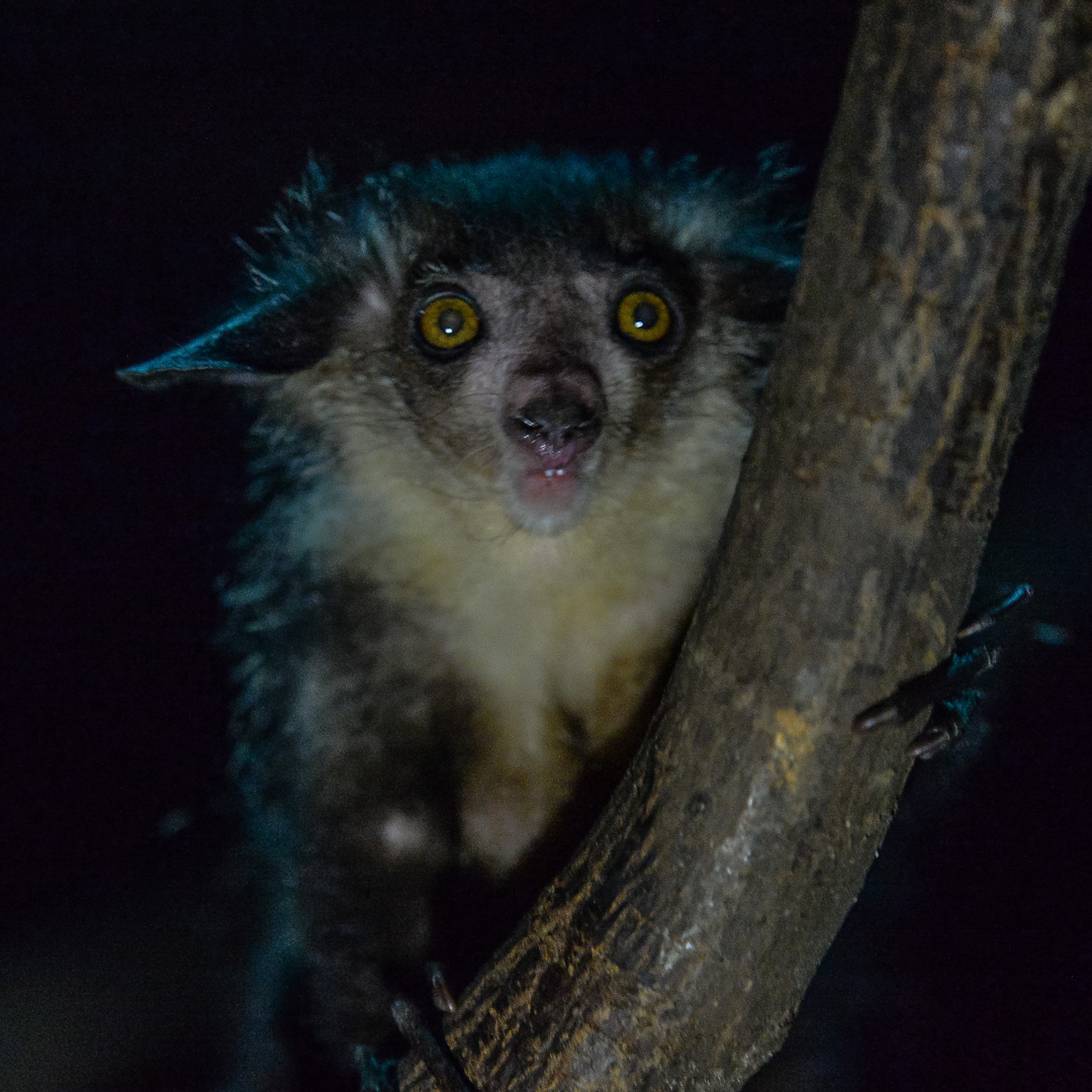 Aye Aye 1